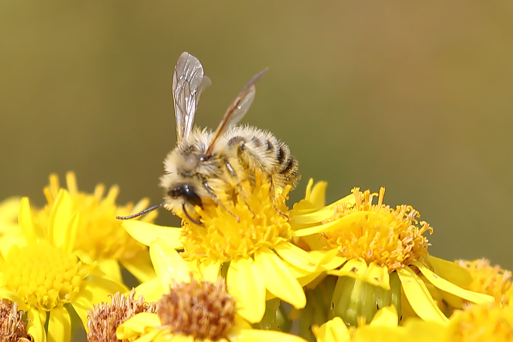 Pantaloon bee